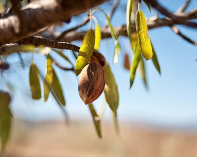 II Fórum da Amêndoa analisa crescimento da cultura na Extremadura