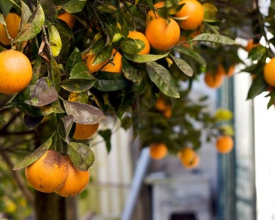 In Loco lança plano de ação para qualificar agricultores do Algarve Central