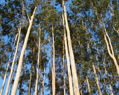 Incêndios: Governo vai apoiar substituição de eucaliptos por espécies resilientes