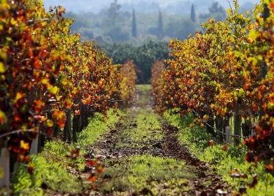 Incêndios: região dos Vinhos Verdes alerta viticultores que podem recorrer a seguro