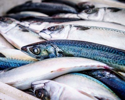 Indústria portuguesa vai aumentar 15% as exportações de peixe para 1.250 milhões