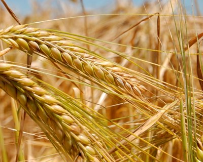 INE aponta para redução da área de cereais de inverno e aumento da azeitona para azeite