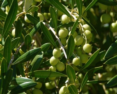 INE apresenta previsões agrícolas favoráveis e subida na produção de azeitona para azeite