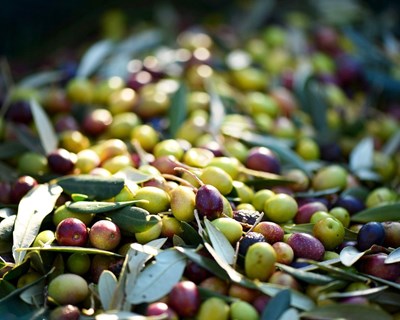 INE dá conta de redução na produção de azeitona para azeite