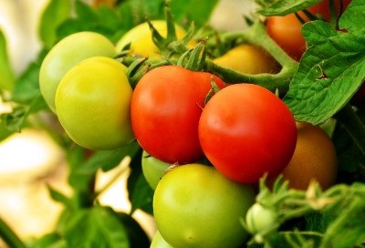 INE: hortícolas e frutícolas em crescimento
