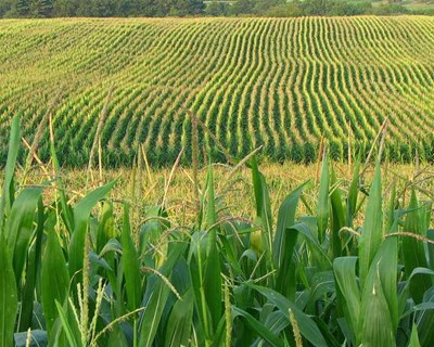 INE prevê aumento da produtividade do milho de regadio
