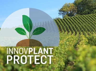 InnovPlantProtect desenvolve novas soluções biológicas para tornar culturas mediterrânicas mais produtivas