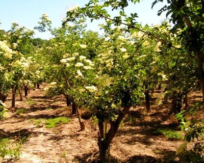 INOVTERRA promove ação de plantação de sabugueiros