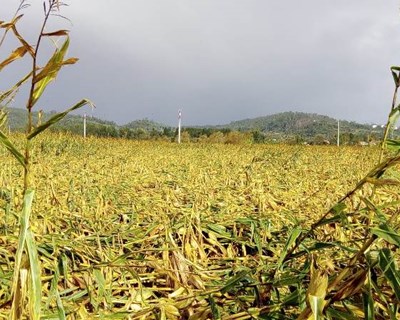 Intempérie afeta produtores de milho da região Centro