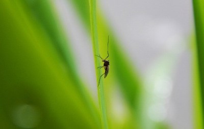 Investigação sobre mosquitos da Universidade Nova ganha bolsa de €93 mil