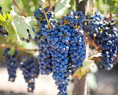 Investigadores estudam uso do engaço da uva na cosmética, farmacêutica e alimentação