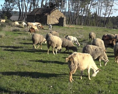 Investigadores estudam vegetação mediterrânica preferida por cabras em pastoreio