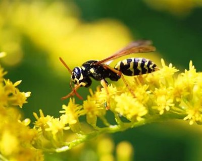 Investigadores pedem combate concertado à vespa asiática