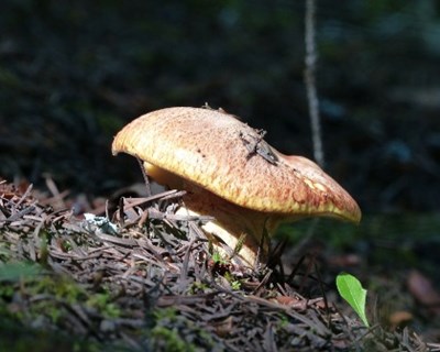 Investigadores portugueses descobrem antídoto para cogumelos venenosos