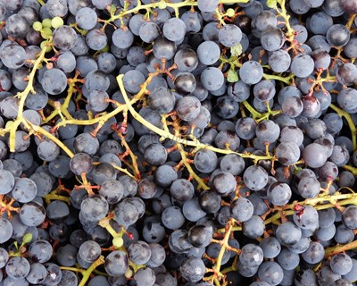 IVDP assegura o pagamento das uvas aos viticultores até 15 de janeiro