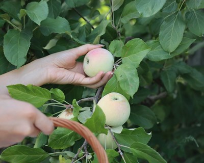 Já está disponível o maior pomar online de maçã Bravo de Esmolfe