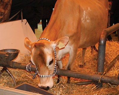 Jersey, uma vaca leiteira especial