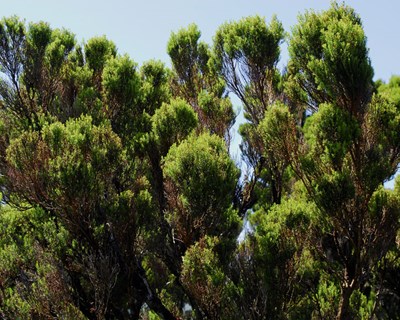 João Ponte destaca plantação de árvores endémicas em São Miguel