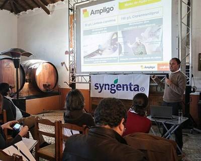 Jornadas "Tomate Indústria Syngenta" apresentam novas soluções para proteção da cultura