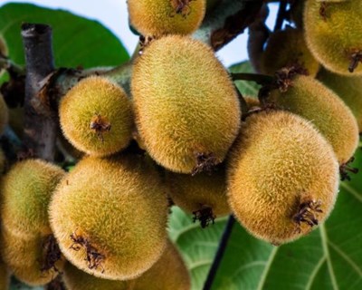 Kiwi: especialistas apontam o caminho para o crescimento sustentável da produção mundial