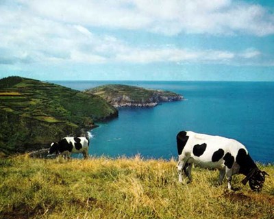Leite: Federação Agrícola dos Açores quer resolução de «situações pertinentes»