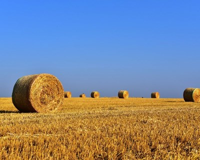 Linha de financiamento para agricultores no valor de €190 milhões abre em junho