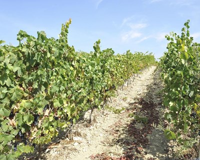 Lisboa: CCB recebe o melhor da Bairrada vinícola  a 18 de junho