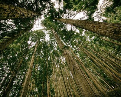 Lisboa debate a importância do mercado na valorização da floresta