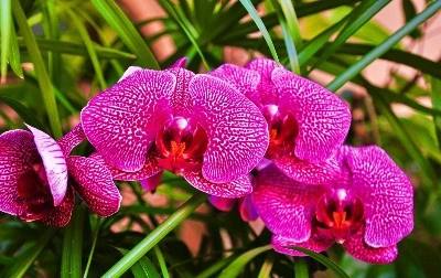 Lisboa: I Exposição Internacional de Orquídeas chega em outubro