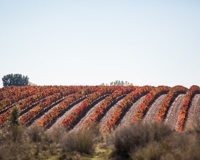 Lisboa recebe debate sobre “competitividade” da Agricultura portuguesa