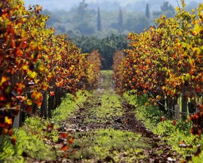 Lisboa: vaga de calor provoca perda de produção total para alguns viticultores