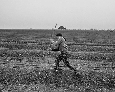 Fotolivro "Oil Dorado": o retrato de um Alentejo desfigurado pelas monoculturas intensivas