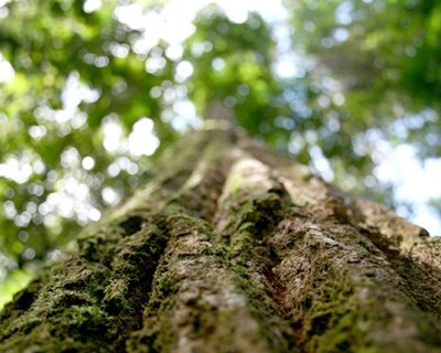 Lousã é palco de ação de proteção da floresta