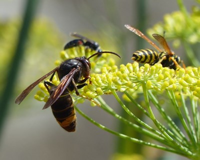 Lousã pede ao Governo reforço de medidas para combater vespa velutina