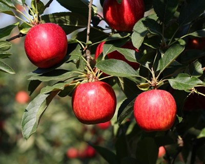 Maçã de Alcobaça com quebras de produção de 30%