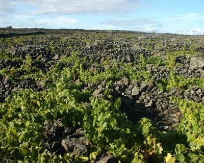 Madalena nos Açores vai ser Cidade do Vinho 2017