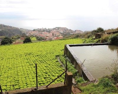 Madeira: 2,3 milhões investidos em pequenos projetos agrícolas