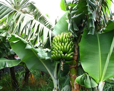 Madeira aprova produto para combater doença nas bananeiras