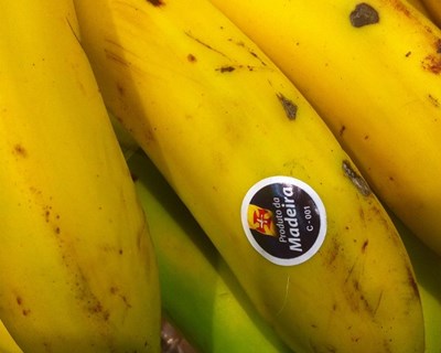 Madeira aumenta produção de banana em 14,7% em 2016