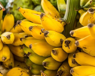 Madeira: cultura da banana promovida na região