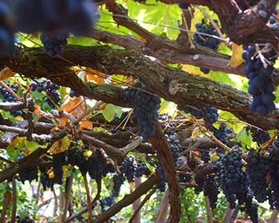 Madeira: Festa da Uva e do Agricultor em Porto da Cruz