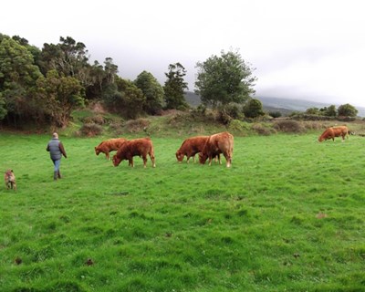 Madeira: Governo vai continuar a apoiar os criadores de gado e o pastoreio