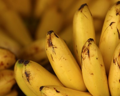 Madeira: OE promove visita a exploração agrícola de produção de banana