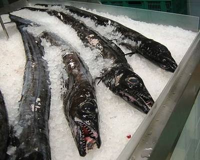 Madeira quer alargar área para pesca de peixe-espada nos Açores
