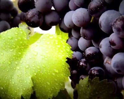 Madeira sem capacidade para continuar a comprar excedente de uva