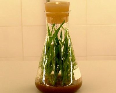 Madeira tem um laboratório de cultura in vitro de plantas