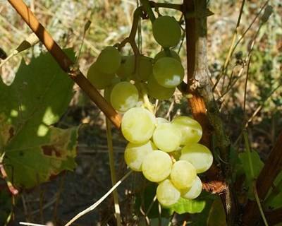 Maior coleção de árvores de fruto está no Algarve