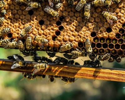 Mais colmeias e apicultores graças ao apoio da União Europeia