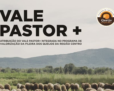 Mais de 190 produtores de queijo DOP admitidos na iniciativa Vale Pastor +