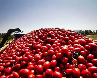 Mais importações e menos produção e exportação de tomate fresco